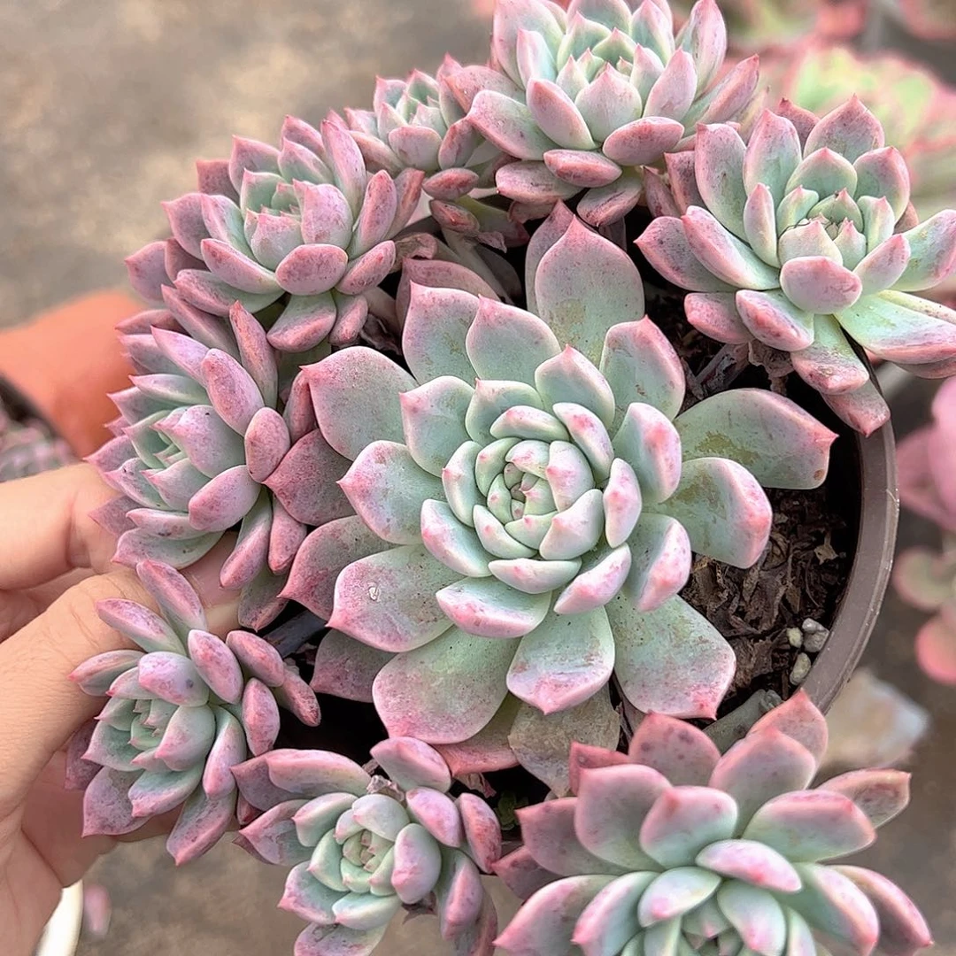 霜花多头造型精品手捧