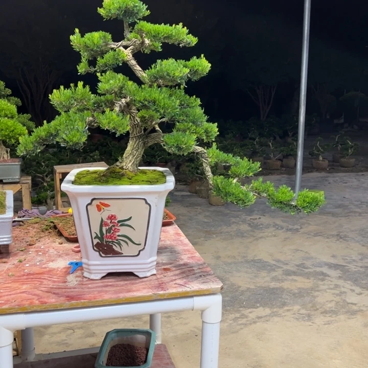 极***号无花朵广东皱皮雀舌黄杨盆景