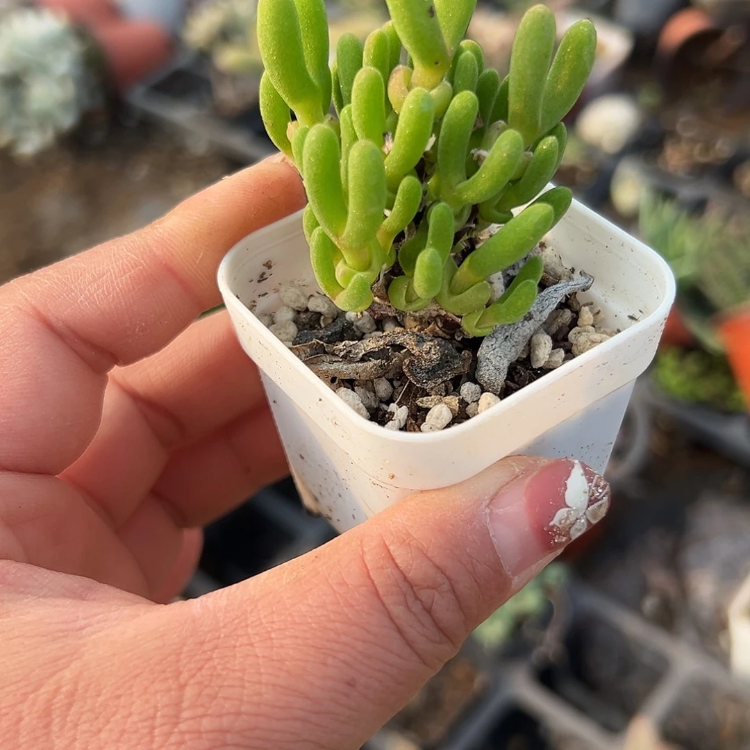 多肉植物短兔儿枝干