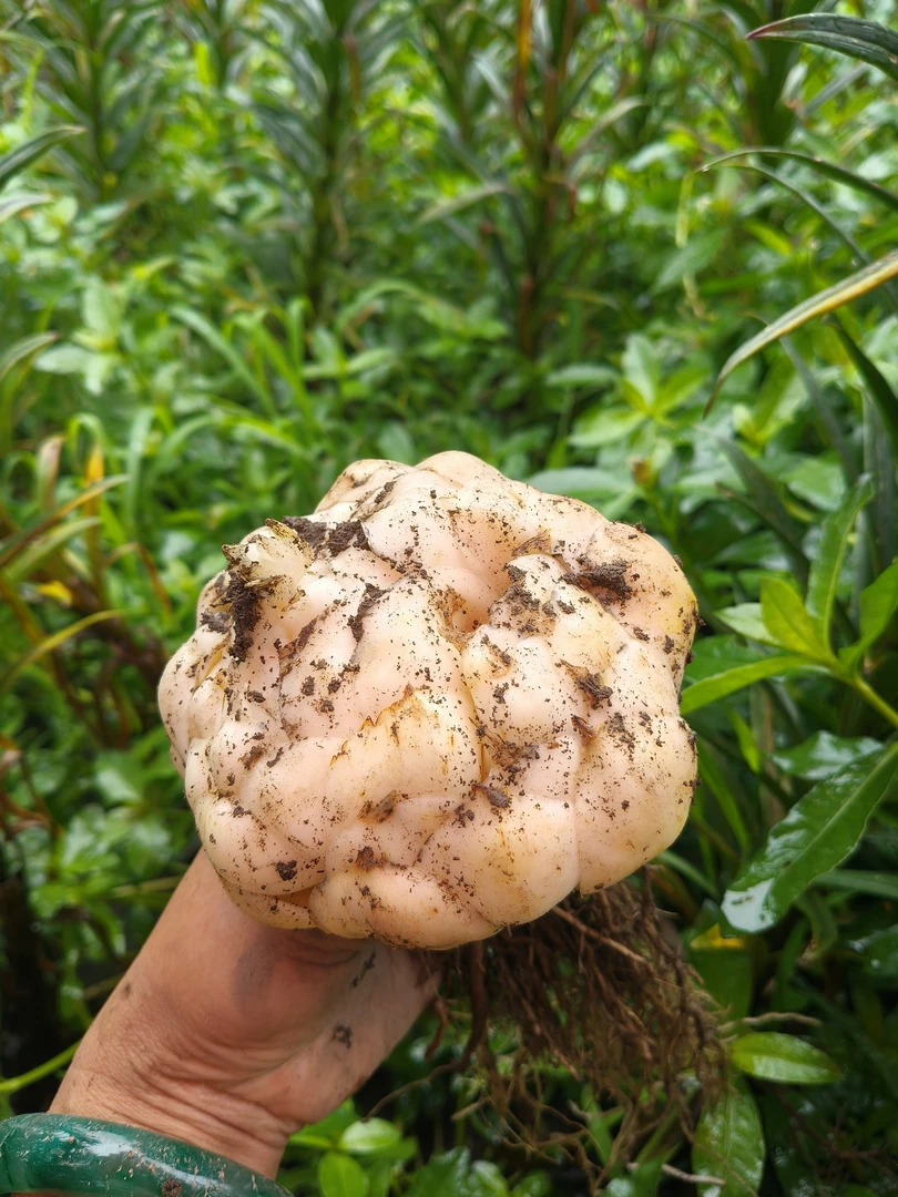 云南腾冲鲜百合火山灰莲花百合现挖现发4年半精品特大果