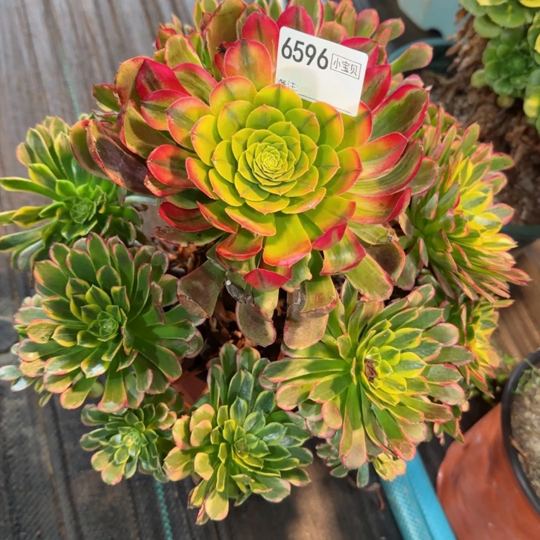 6596多肉朝霞多肉多肉