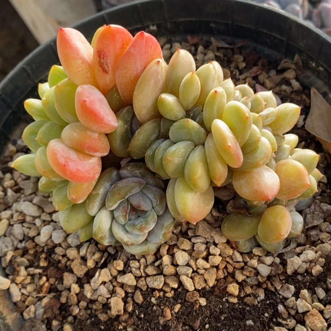 绿地紫心油脸胖头朵缀