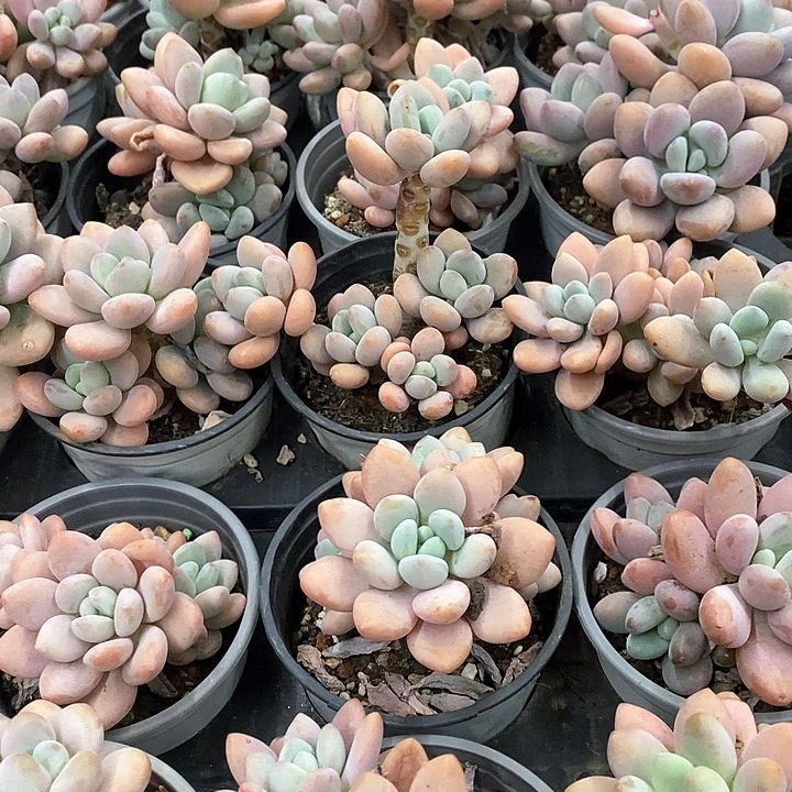 07。红洛神群生。福利多多