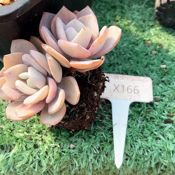 D**姨我是你的小可爱呀我是我是你