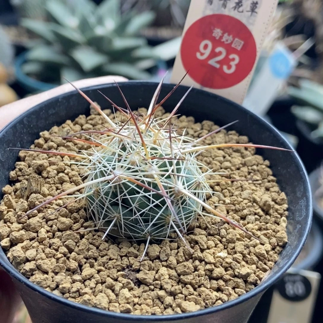 实生鹿角柱虾一棵仙人球