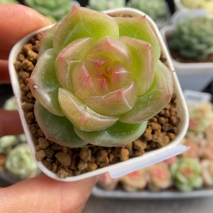 一物一拍一物一拍1115-586