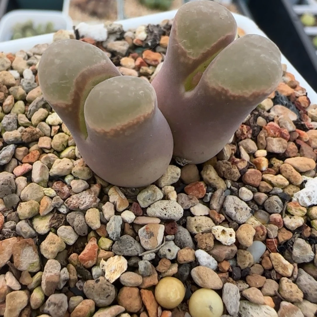 多肉紫黑体粉白窗68号