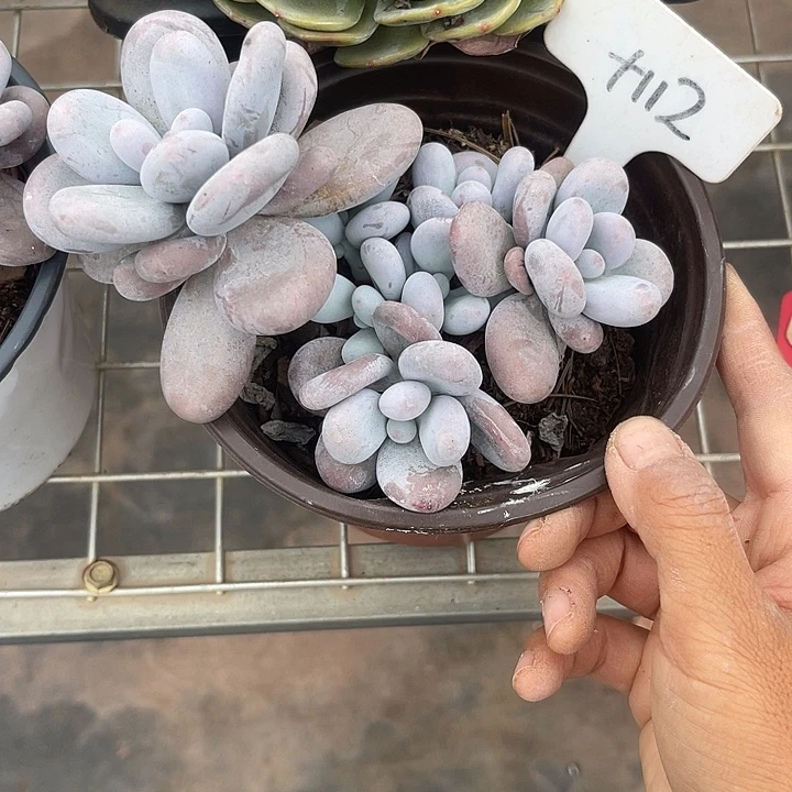 晨语多肉，一物一拍112鸡蛋美人