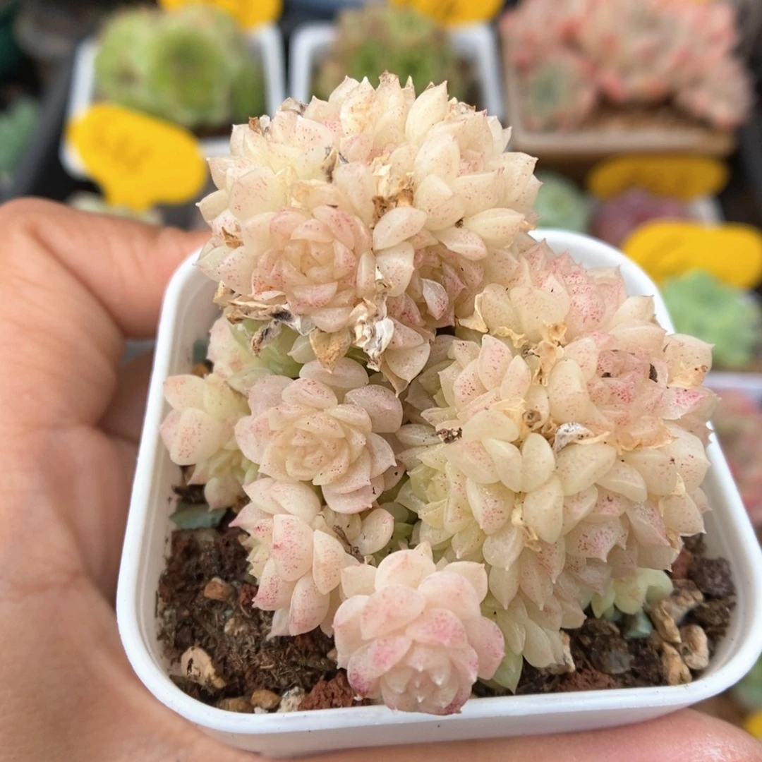 粉朵朵麦秆群生563号。