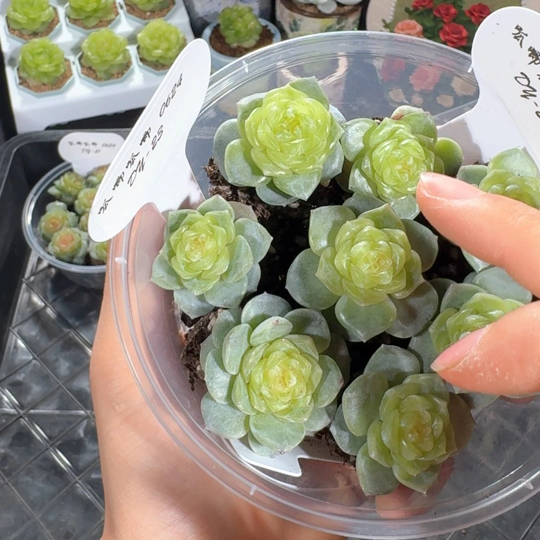 0624-23-蟹黄堡单头一颗量拍