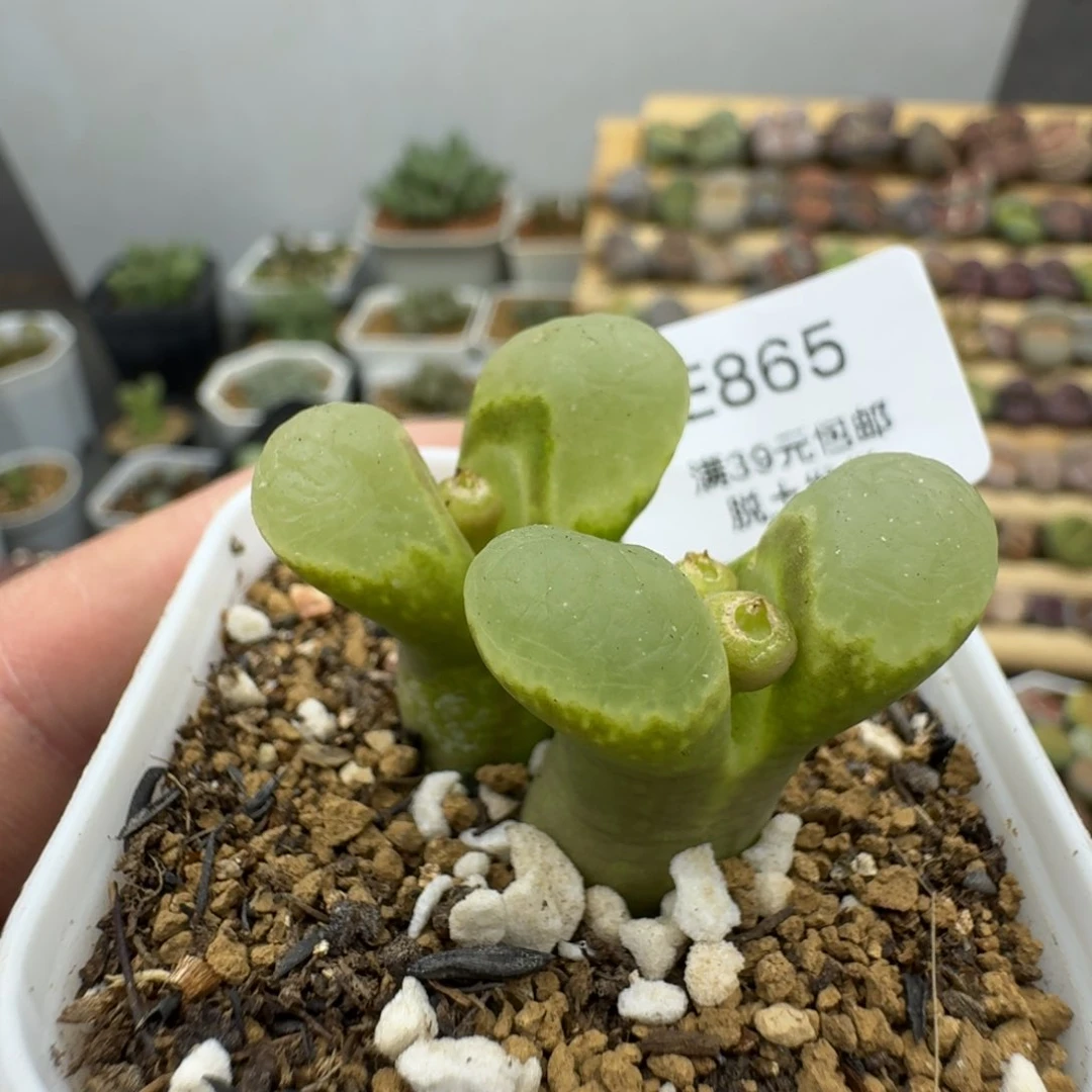 865多肉哈哈哈哈哈哈哈