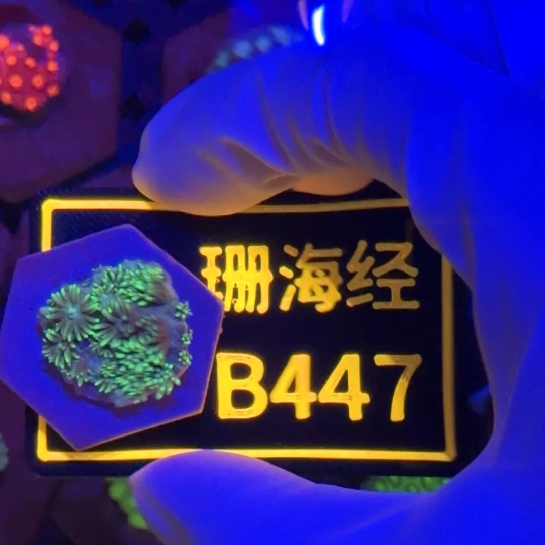 j***n纽扣珊瑚又又不包邮圆帽切件B447