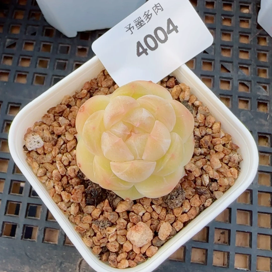 倾城珍妮，4004多肉植物