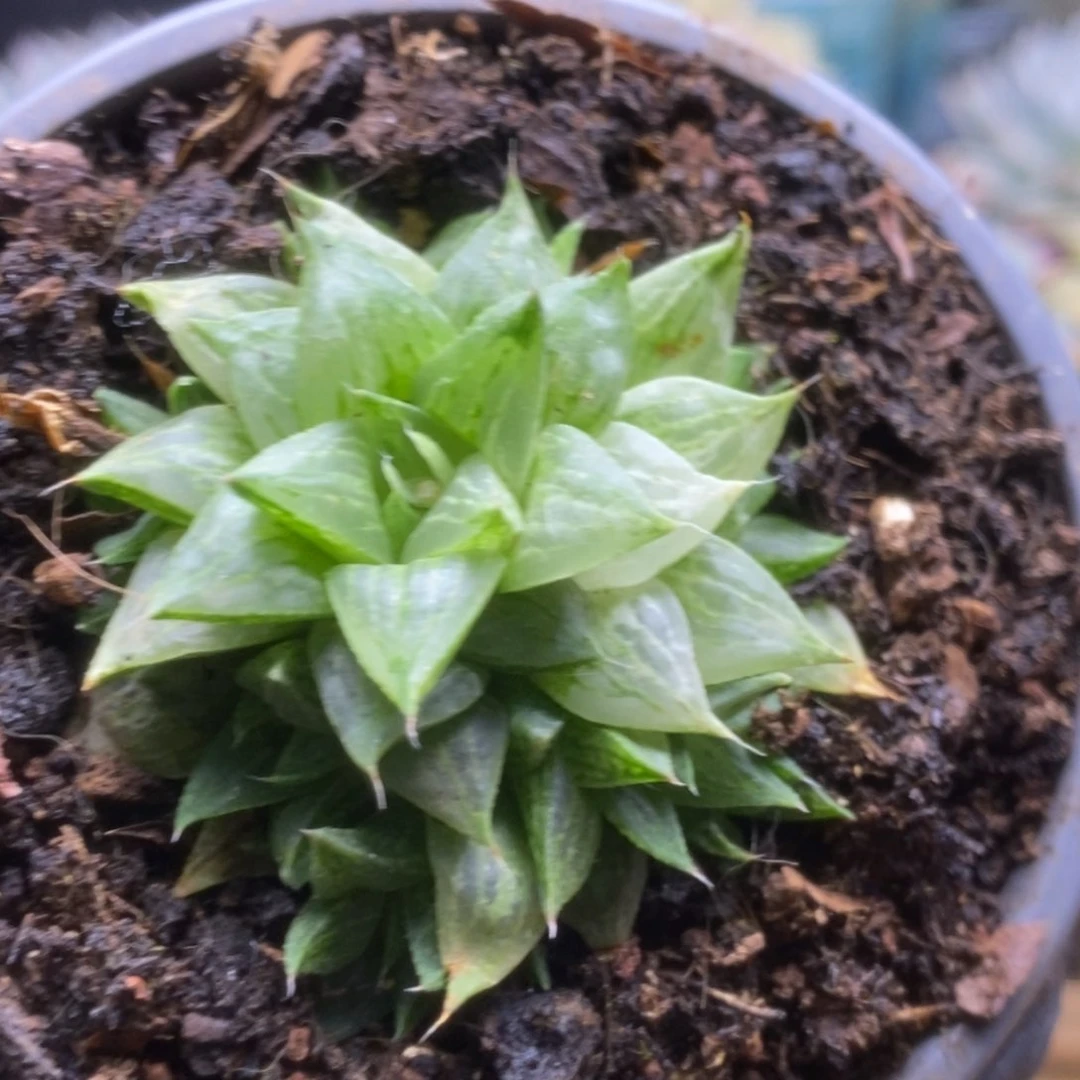 274锦锦锦锦锦锦锦锦