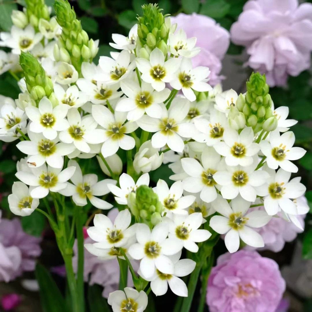 【圣心百合】（耐热，耐高温）种球四季播种开花易活室外花卉种籽