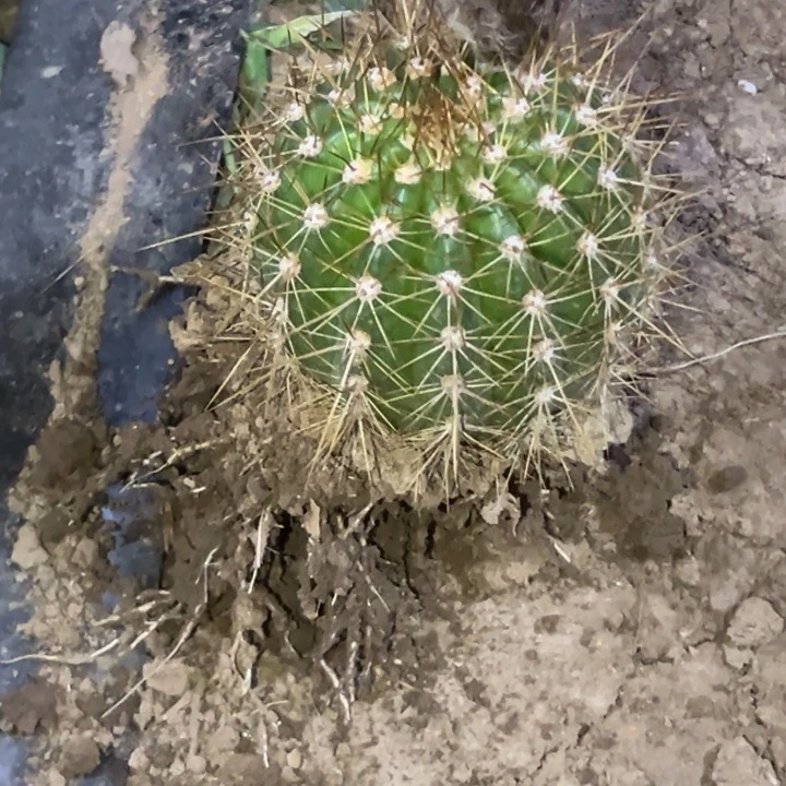 米*清清醉红颜根仙人球1