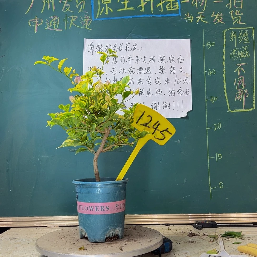 当前无花栽培后可以开花金边浅紫1245