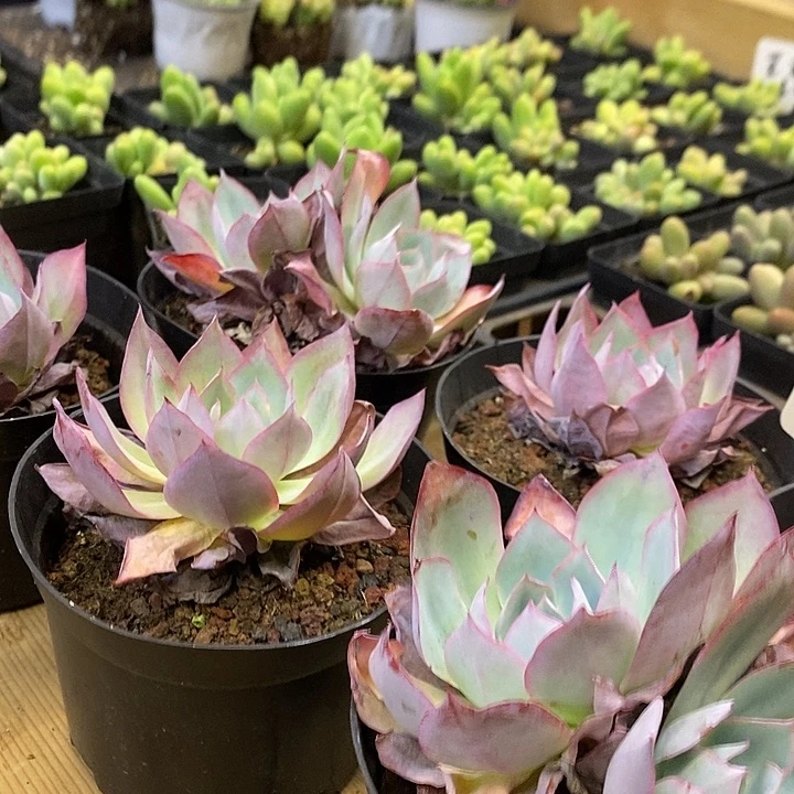 蓝光福利多多去拍