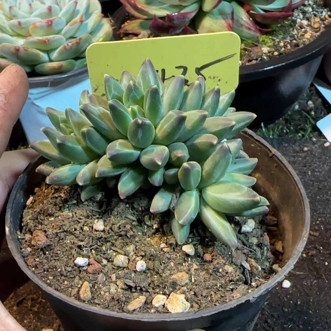 梵高朵朵一物一拍包装收缩花旱