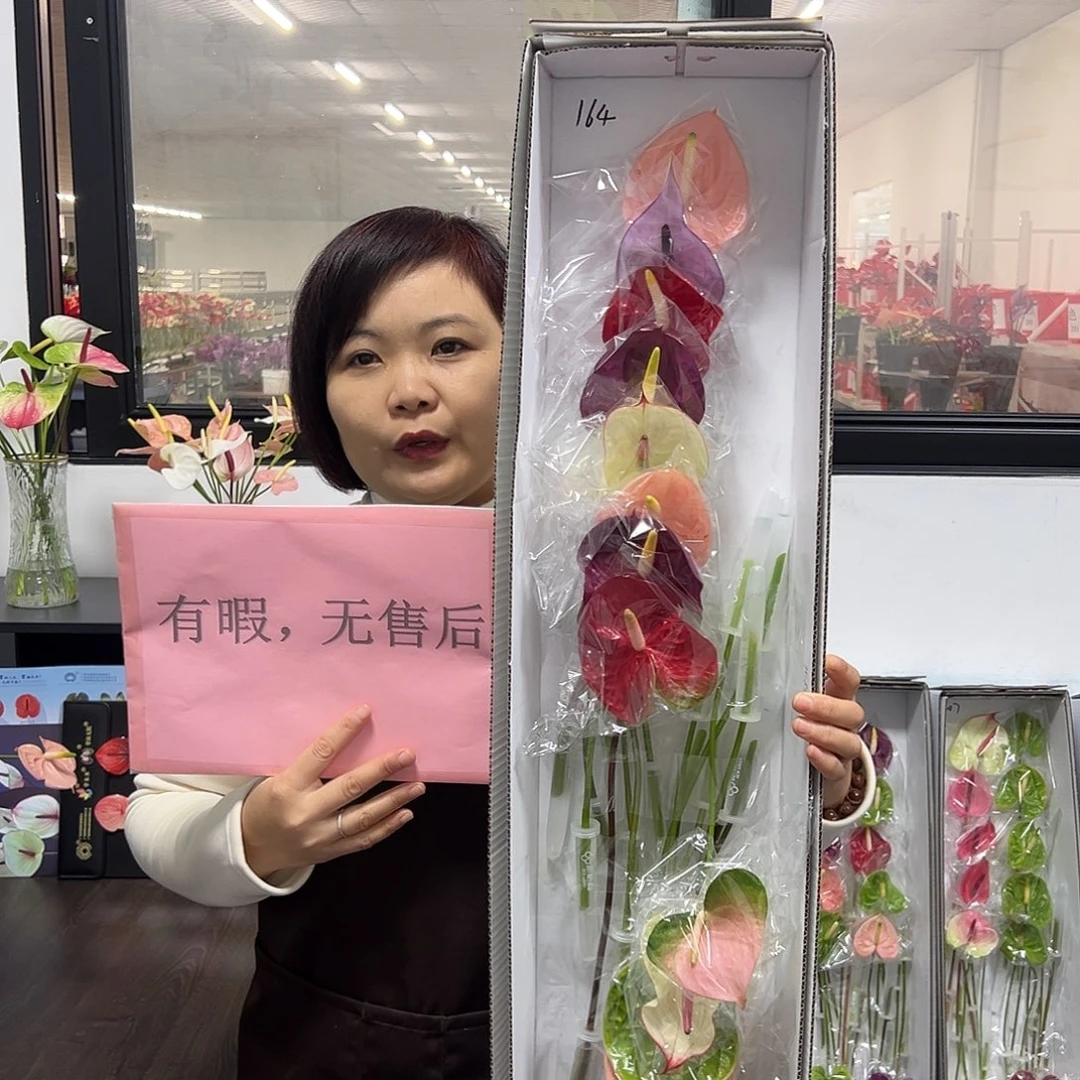 完全开放混色-16枝装无售后款164