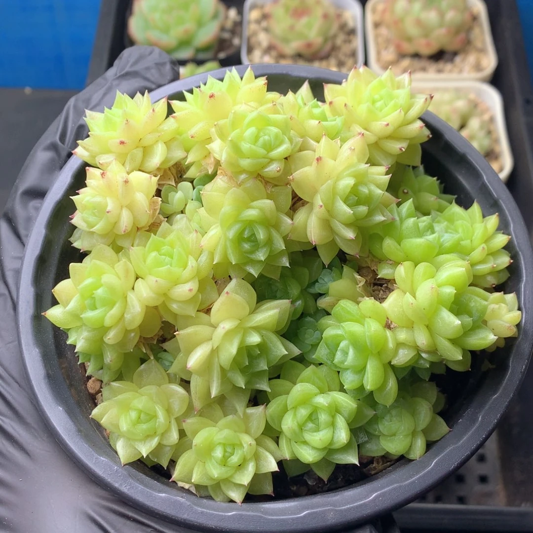 58包邮  群生不包整 14