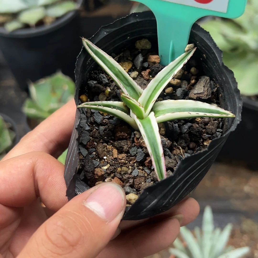 冰山龙舌兰非组培240号