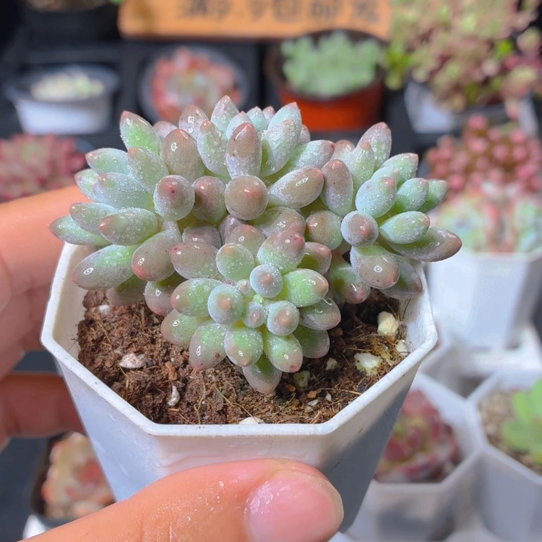 婴儿手指多肉9.9包邮发货
