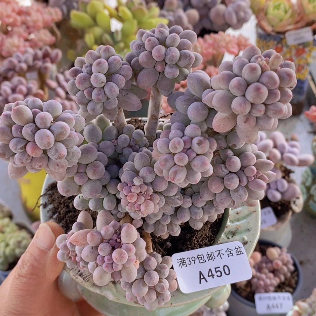 香水手指奶11cm450多肉植物