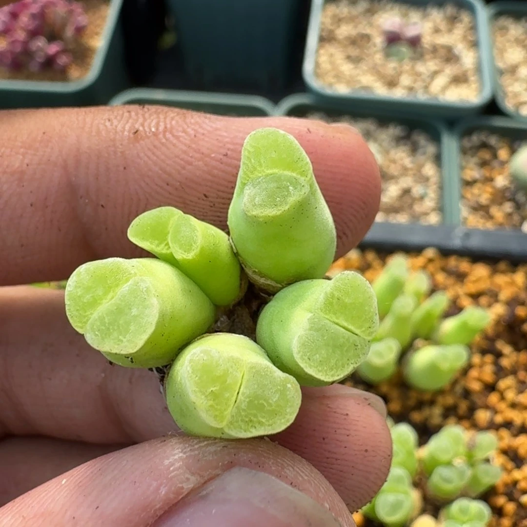 拾*?云缦精品番杏25.21