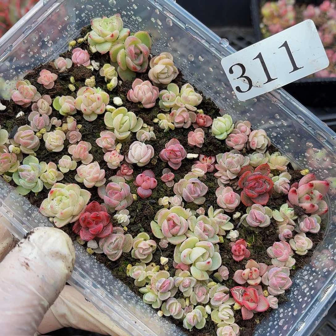 多肉植物多肉植物311