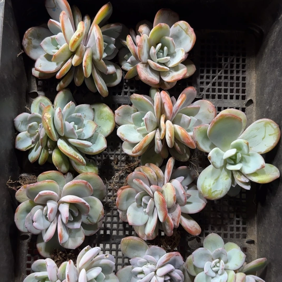 韩版奶茶10颗双头一物一拍