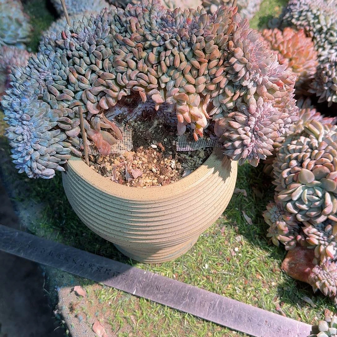 石榴籽缀化呀呀呀呀