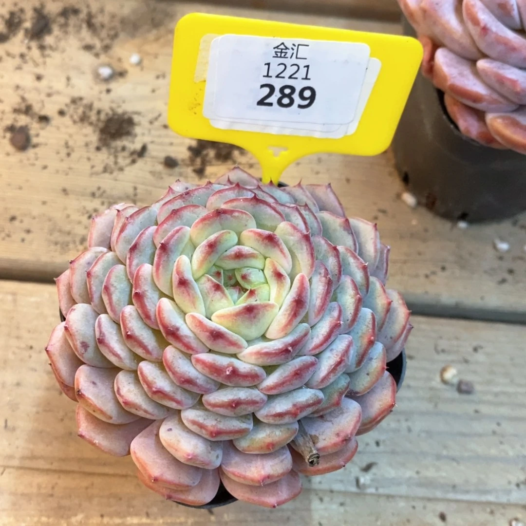 福利多多，1221289