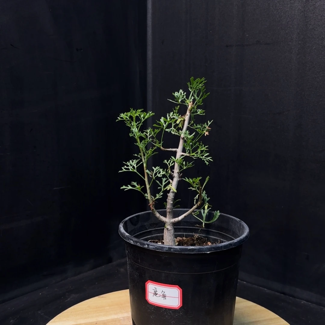 鹿角橄榄十二骑士