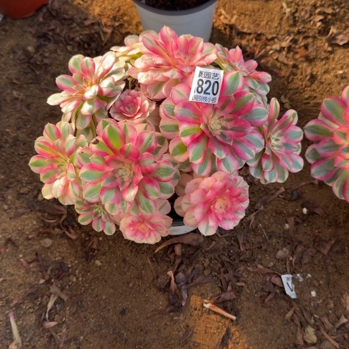 倾城820官服23左右2