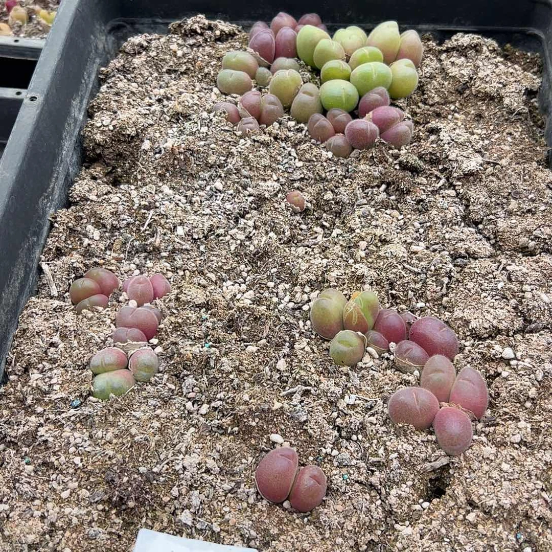 清框脱土发个别有疤。   932