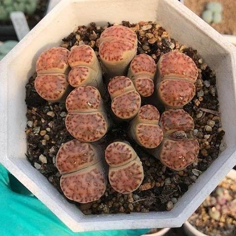 多肉肉锥 11头红柘榴