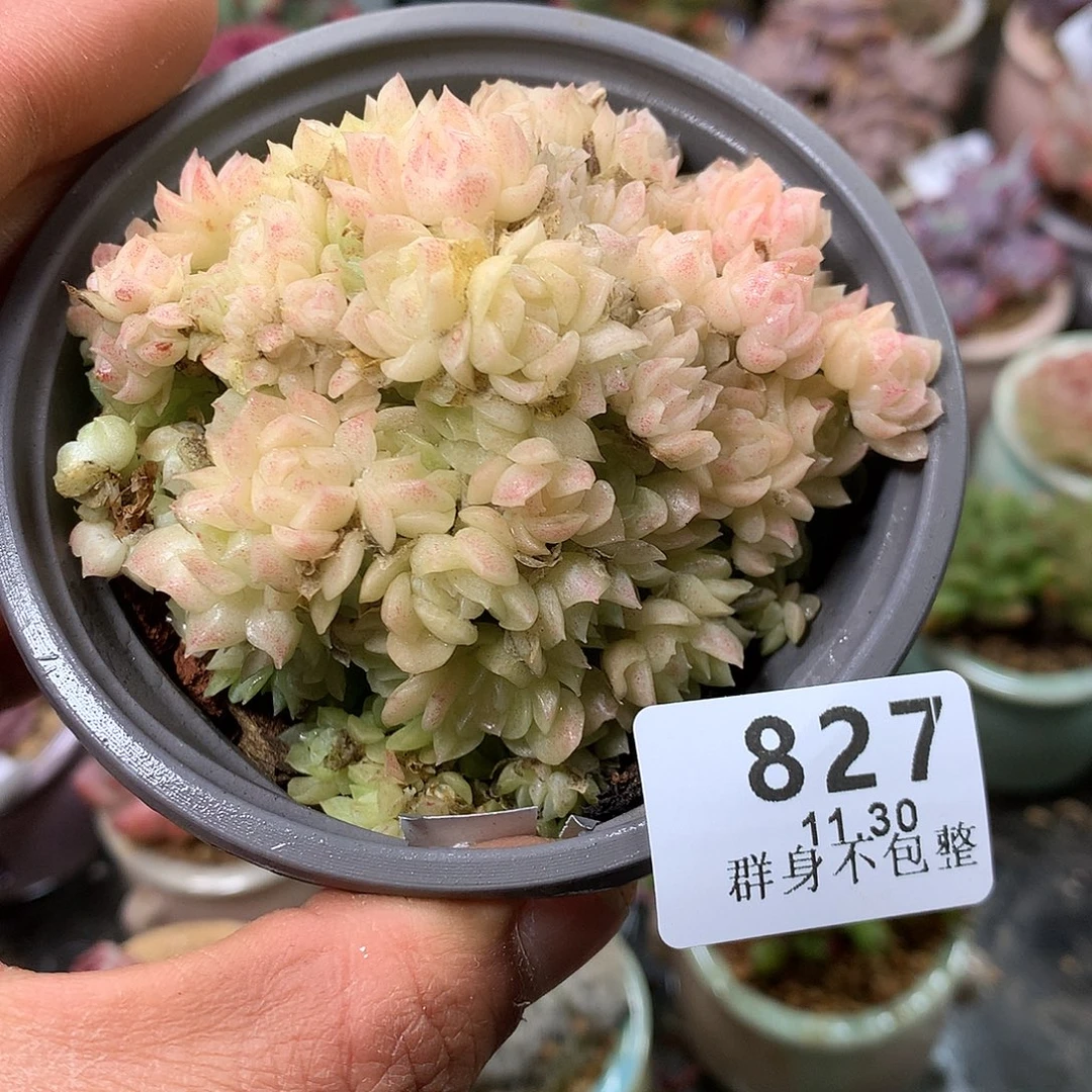 精控拇指盆11.30827