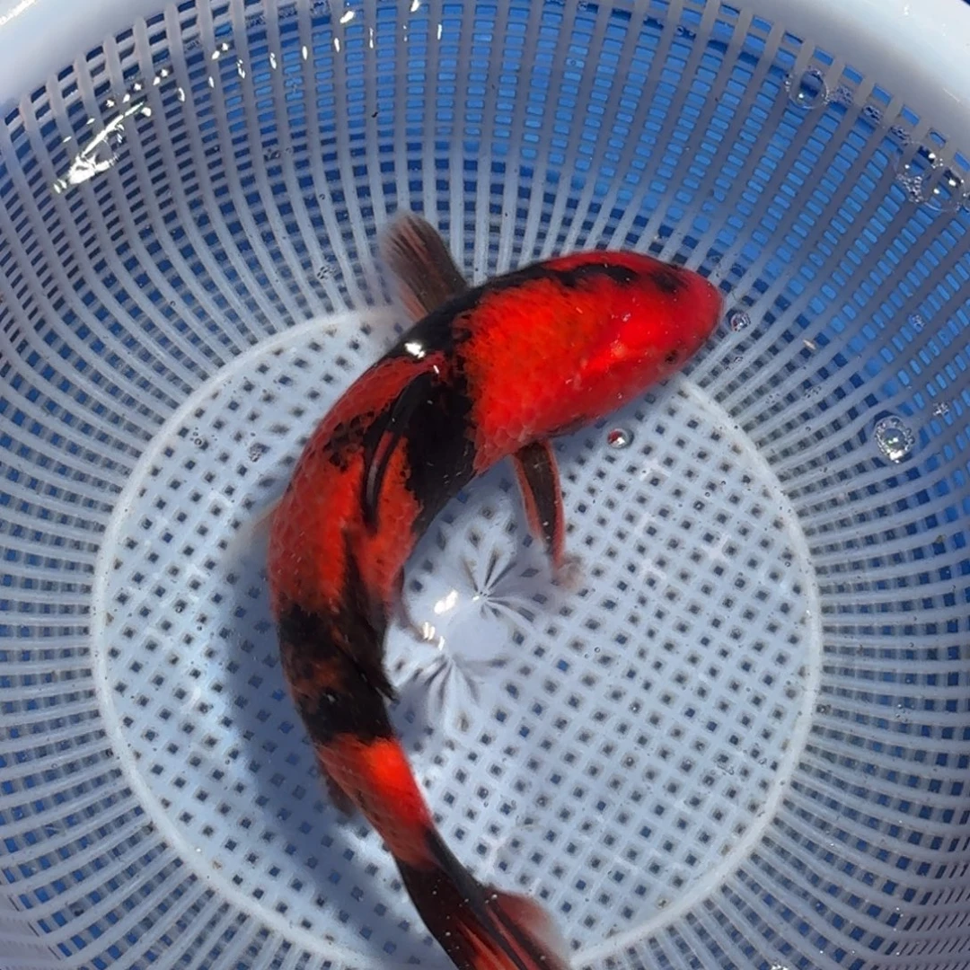 锦鲤精品甄选血统锦鲤