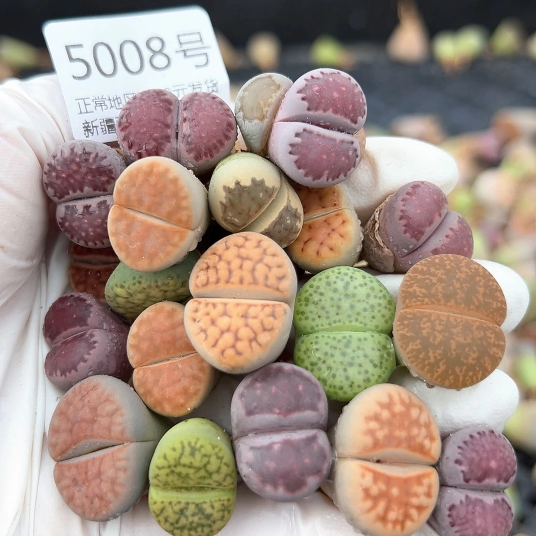 好养易活生石花大母本5008共20个