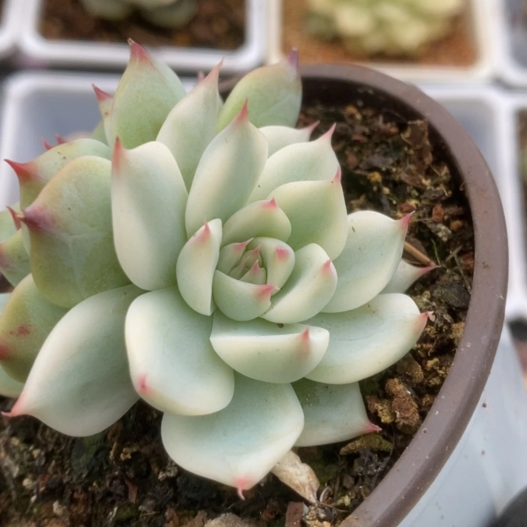 711锦锦锦锦锦锦锦