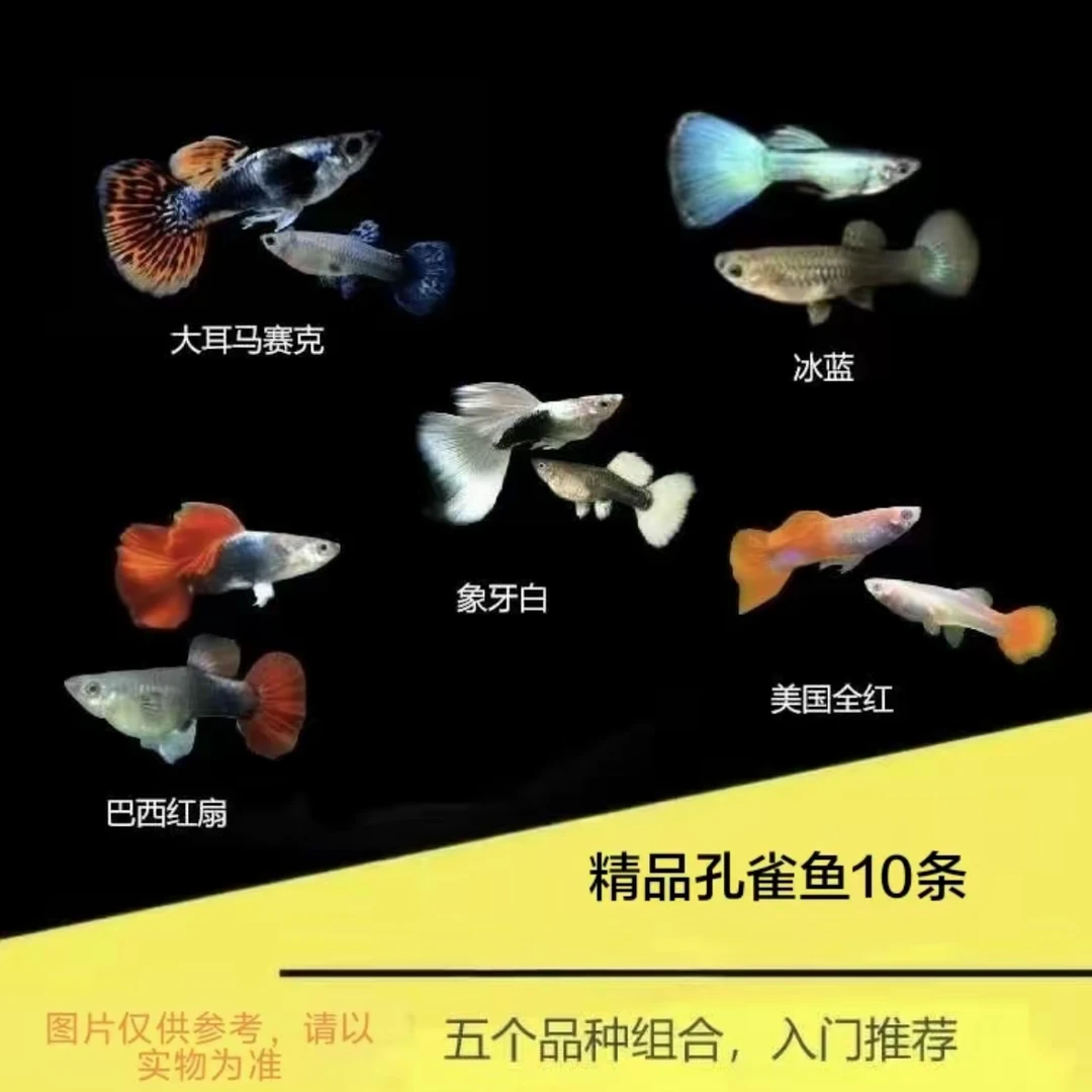 【精品孔雀鱼10条】可繁殖公母搭配2-3cm耐活好养小型淡水鱼观赏鱼
