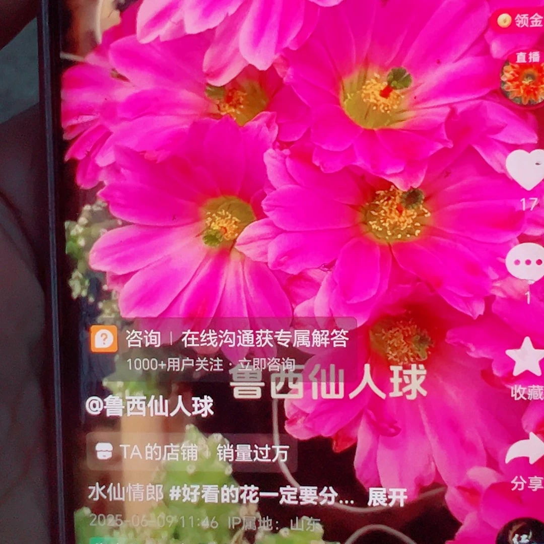 水仙情郎侧芽8棵 00000
