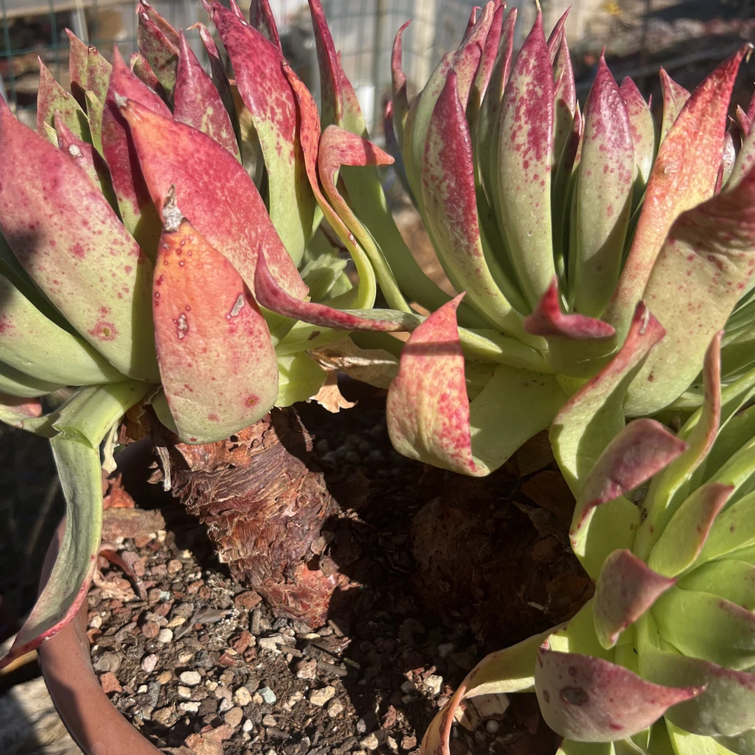 多肉植物 墨西哥坎代仙女杯 3头40厘米左右 1株脱土发货