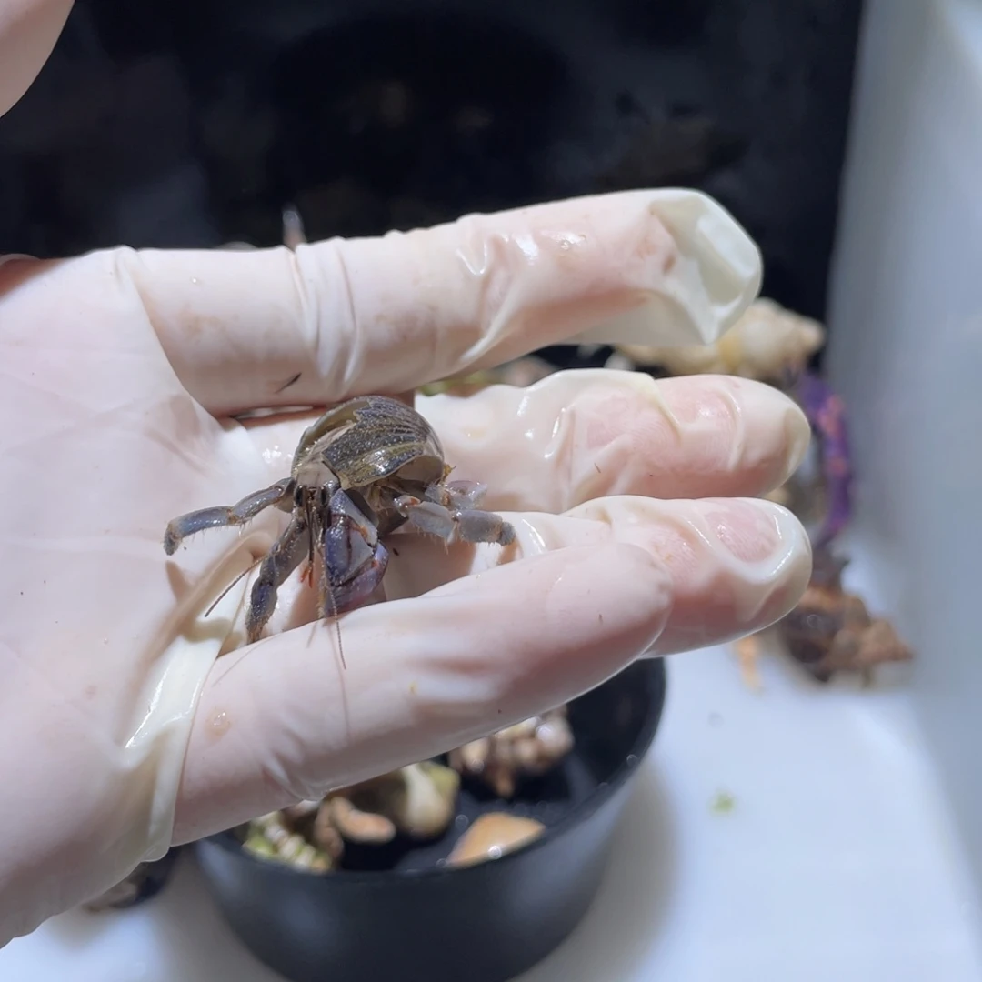 M14 紫陆少腿下播福利了粉蓝色