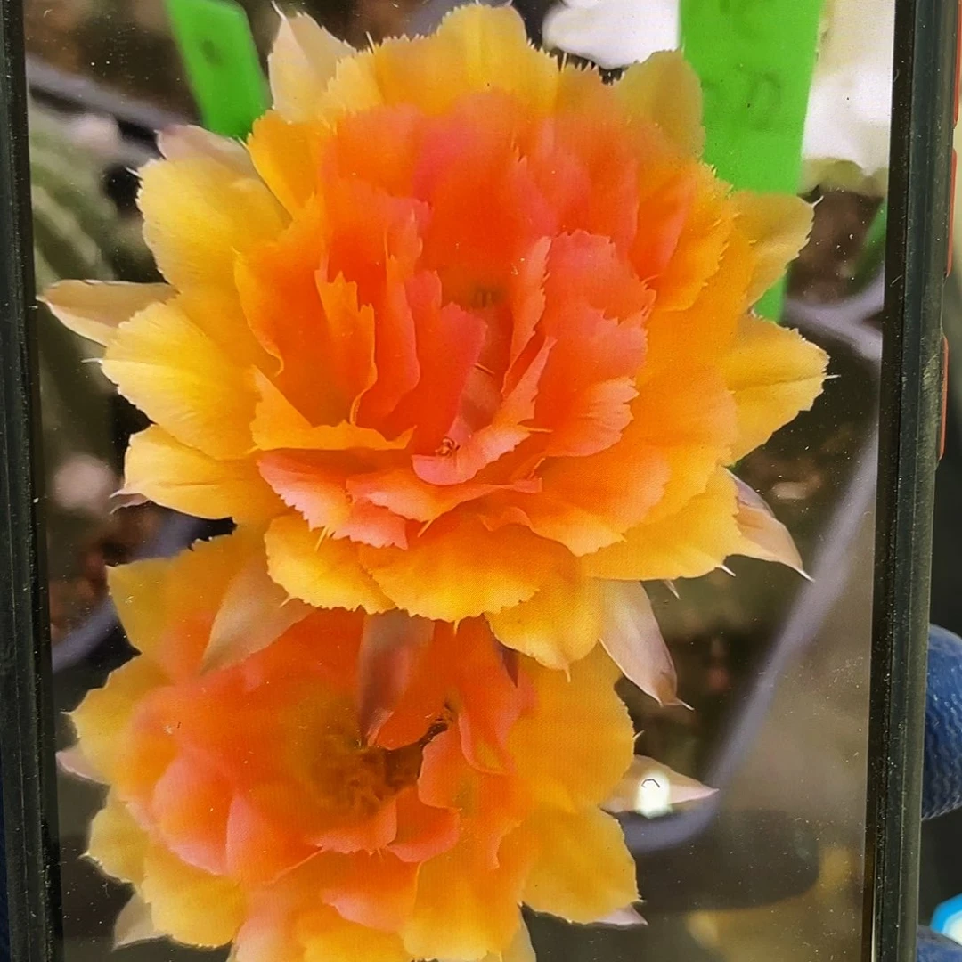 Cc272侧芽歪4公分以上满18包邮