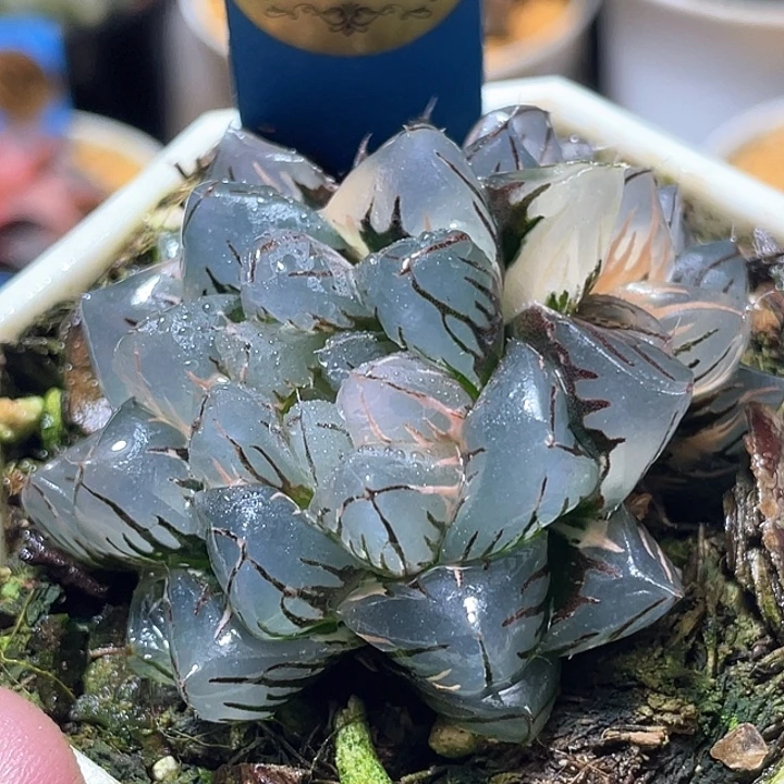 630双头水中月锦特选福利
