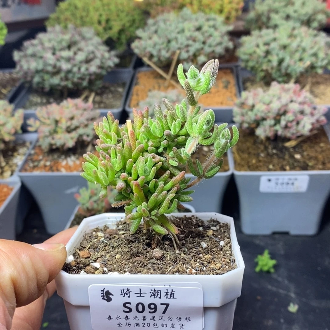 097狐尾枝干番杏