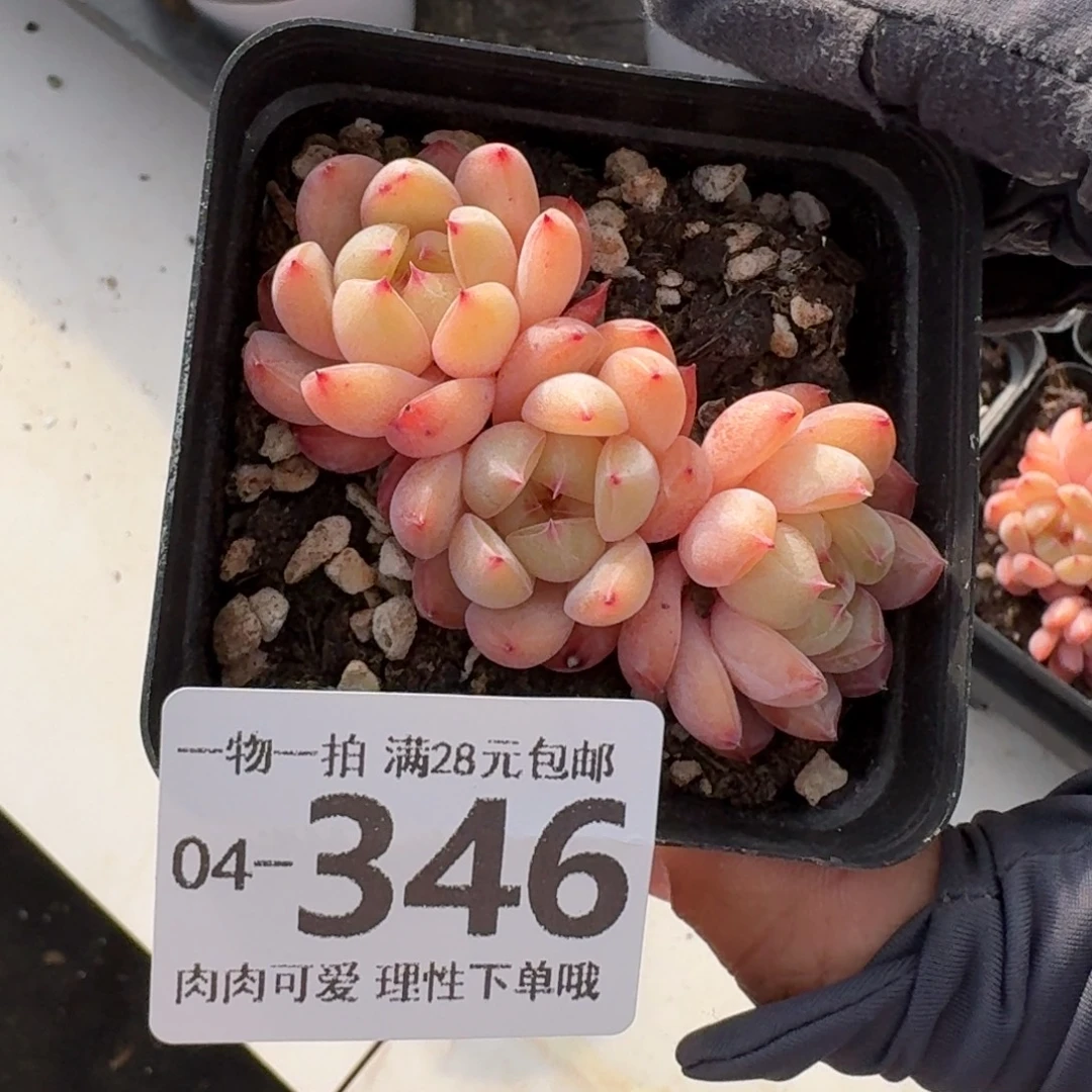 糖爪无盆土发发货