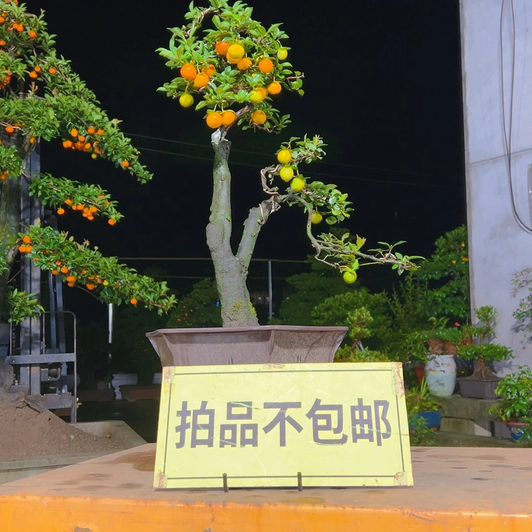 无花朵嫁接金弹子